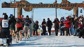 Iditarod Finish And Northern Lights Tour with Wild Alaska Travel [upl. by Weiman853]