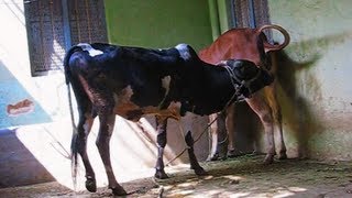 Mating behaviour Gidda bull with Gir heifer enticing3 [upl. by Cherilyn279]