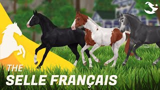 Selle Français ✨  Star Stable Horses [upl. by Bonnell858]