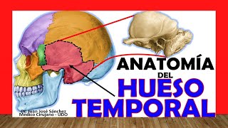 🥇 HUESO TEMPORAL Anatomía Fácil Rápido y Sencillo [upl. by Phillipp]