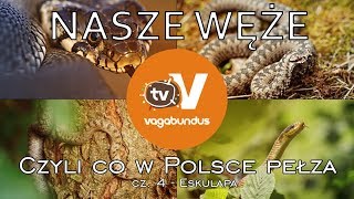 Węże w Polsce  część 4 Wąż eskulapa Zamenis longissimus [upl. by Olegnaed]