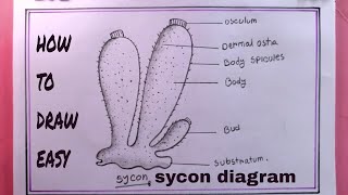 how to draw Sycon diagramdraw diagram of Sycon sponge [upl. by Tocs352]