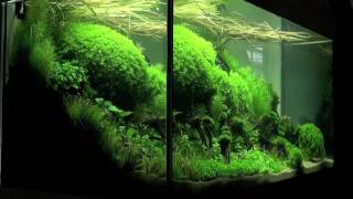 Aquascaping  Aquarium Ideas from The Art of the Planted Aquarium 2011 part 1 [upl. by Hsakiv]