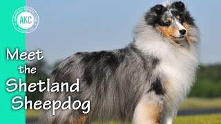 Meet the Shetland Sheepdog [upl. by Yelehsa667]