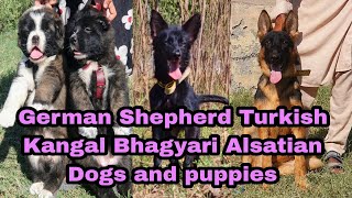 German Shepherd Turkish Kangal Bhagyari Alsatian Dogs and puppies 03139393944 dog [upl. by Ainekahs]