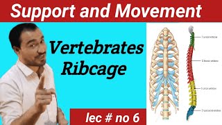 Vertebral column and Ribcage Anatomy lectureviralvideo [upl. by Rosenblast]