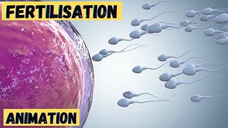 Fertilisation process in humans 3d animation  class 10 12  baby formation from sperm and ovum [upl. by Nemzzaj95]