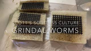 Scott’s Best SoilLess Grindal Worm Culture [upl. by Ysset]