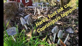 Time lapse Hares foot ink cap mushroom Coprinopsis Lagopus [upl. by Lecroy]