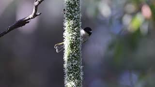 WhiteThroated Honeyeater at Toohey Forest Jul 2024 [upl. by Laux]