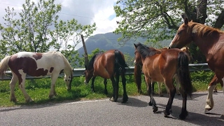 Bellissimi cavalli allo stato brado [upl. by Sopher]