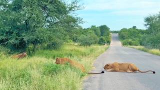 Old Hyena Gives Itself Up to The Lions [upl. by Stucker371]