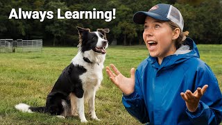 Why Border Collies Are the Smartest Dogs [upl. by Tenn]