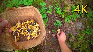 All chanterelles have already been harvested it remains to collect cucumbers [upl. by Mcgean]