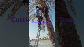 Cutting dates Trees 🌴🌴🌴viralvideo shortvideo [upl. by Arline152]