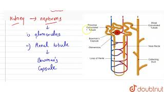 What is Malpighian body [upl. by Aelahc]