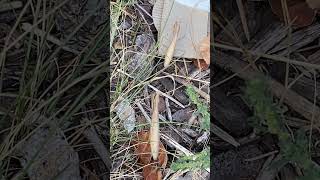 Praying mantis in our flower bed nature bug prayingmantis garden organic organicfarming [upl. by Reginauld]