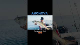 ANCHOVA no camarão vivo🦐🦐 fishing pesca CanalSugoi [upl. by Notgnillew]