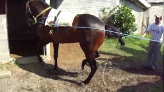 caballos bailadores en venta [upl. by Bass]