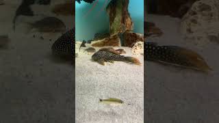 top5 pleco L14 sunshine music love travel fish acuarium trending acuariofilia acuaristas [upl. by Maxima]