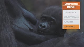 Baby gorilla born in Fort Worth responds well to new mother zoo officials say [upl. by Dagna479]