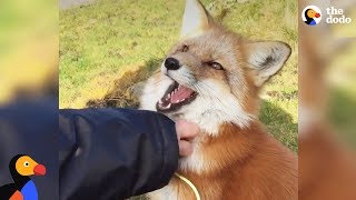 Rescued Fox Makes Friends With Everyone She Meets  The Dodo [upl. by Jared]