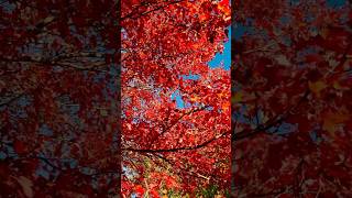 Colourful Halifax painted with fall Colourcanada Halifax travel fall fallfoliage autumn [upl. by Star]