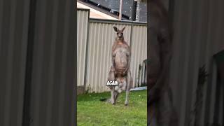 Kangaroo attacks are real viral animals fact [upl. by Hey]