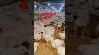 Broiler control shed chickenfarming poultrylife [upl. by Brandea]