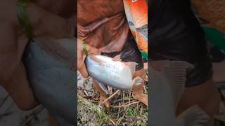 Net Fishing Videos fishing viralvideos fishcatching [upl. by Niveb957]