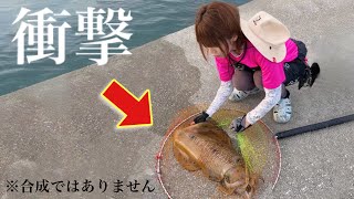 【衝撃映像】釣り人生最大の巨大イカを堤防から釣ってしまった‼ [upl. by Gillan]