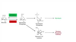 Glycogen Synthesis Glycogenesis Pathway [upl. by Drannel]