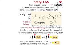 The Citric Acid Cycle aka TCA Krebs amp pyruvate oxidative decarboxylation chemistry amp context [upl. by Nawed]