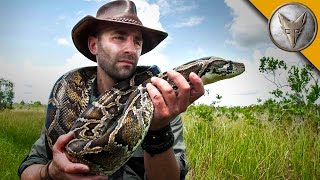 Giant Snake of the Everglades  The Invasive Burmese Python [upl. by Uol759]