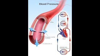 Cardiovascular System Blood Pressure Regulation [upl. by Fortunato]