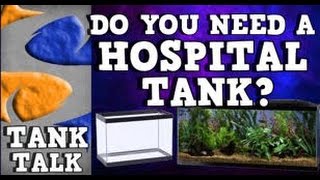 quotHospital Tanksquot Tank Talk 81113 BONUS EPISODE Presented by KGTropicals [upl. by Annahahs]