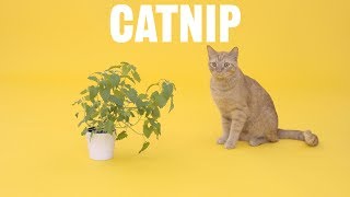 What is Catnip  Chewy [upl. by Neelat]