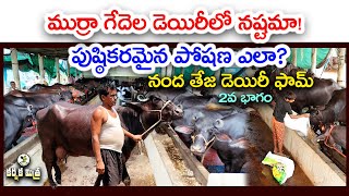 గేదెల డెయిరీలో నష్టం ఎందుకు వస్తుంది  How to Overcome Losses in Buffalo Dairy  Karshaka Mitra [upl. by Callan808]