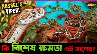 Russels Viper কি এই ক্ষমতার জন্যই বাংলদেশে এতো বেশি ছড়িয়েছে [upl. by Attiuqram]