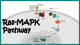 RasMAPK pathway  RasMAPK in cancer  The MAP Kinase MAPK signalling pathway [upl. by Harald]