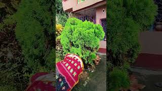 Home amp Flower Garden Vlog  Home Home Sweet Home  2024 [upl. by Tihor]