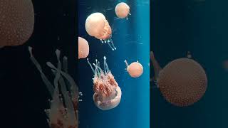 Underwater Monster  A big jellyfish   Kids video shorts ytshorts jellyfish kids ocean [upl. by Leirraj234]