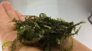 Cameroon moss aquarium plant  rare [upl. by Lunetta]