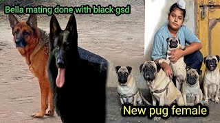 Bella mating done with black German 🇩🇪Sheperds  Serbia 🇷🇸 import 🆕 pug female doglover youtube [upl. by Ataynik645]