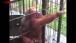 Ghetto Monkey Eating Bananas Funny Voiceover [upl. by Croom]