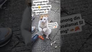 ang galing no miming petlover cat [upl. by Narah]