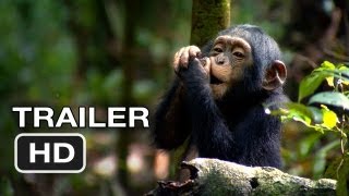 Unforgettable Reunion Baby Chimpanzees Find their Home in the Forest shorts chimpanzee apes [upl. by Carling]