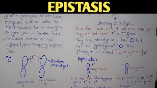 Epistasis Genetics  Bombay Phenotype  Class 12 Biology [upl. by Arbed]