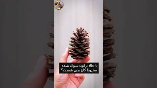 🔴میوهٔ کاج به انگلیسی Conifer cone،مخروطیِ در استفادهٔ رسمی گیاه‌شناسی strobilus، جمع strobili [upl. by Aicelaf]