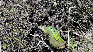 Lacerta viridis viridis 890 Meter [upl. by Ttelrats515]